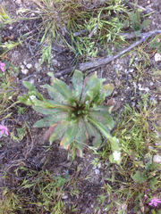 Plagiobothrys arizonicus