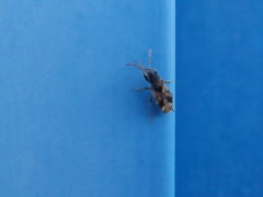 Scolopostethus affinis