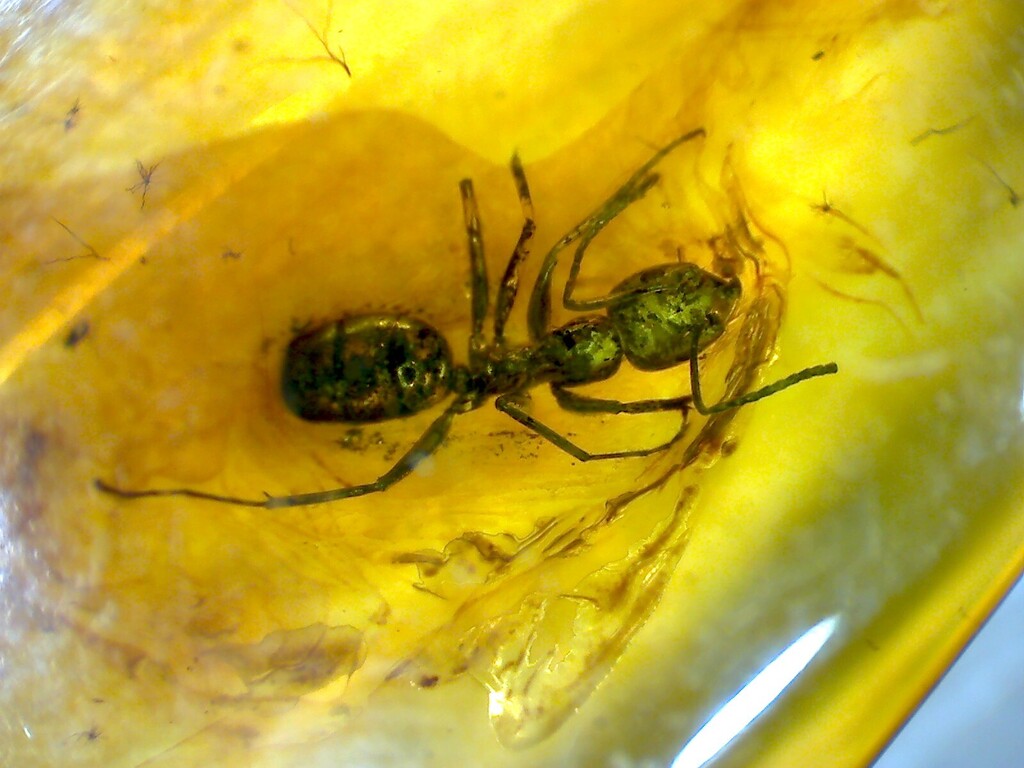 Yantaromyrmex