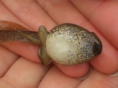 Lithobates capito