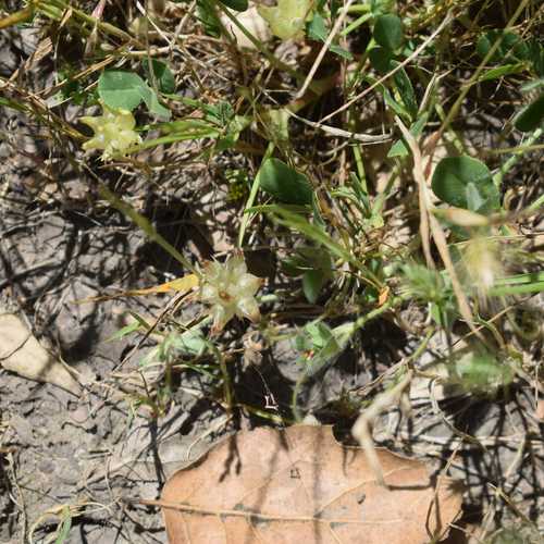 Trifolium fucatum, photograph 3
