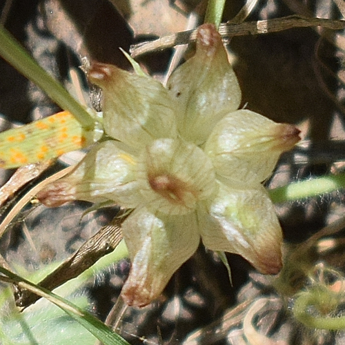 Trifolium fucatum, photograph 5