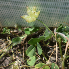author not stated, no rights reserved Trifolium fucatum, photograph author not stated, no rights reserved