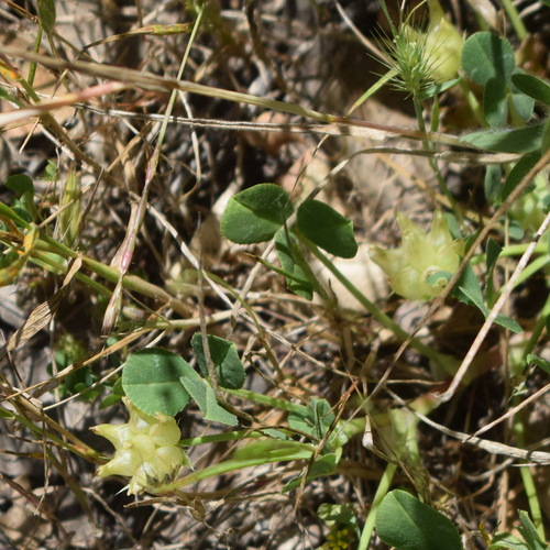 Trifolium fucatum, photograph 6
