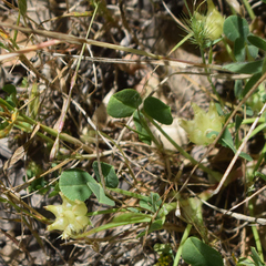 Trifolium fucatum, photograph author not stated, no rights reserved