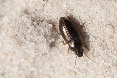 Selenophorus