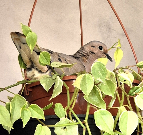 Eared Dove