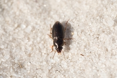 Selenophorus