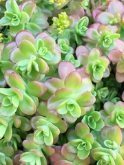 Sedum kimnachii