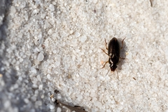 Selenophorus