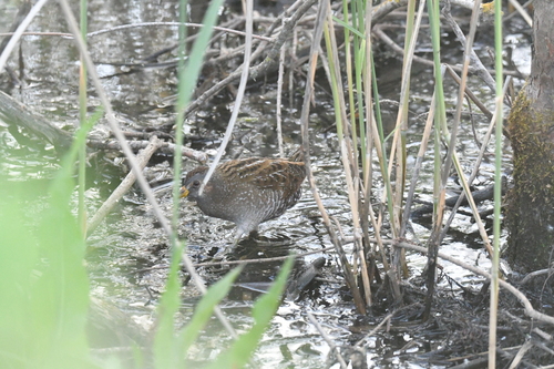iNaturalist image