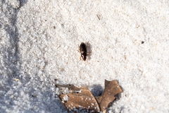 Selenophorus
