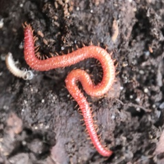 Strigamia bothriopus