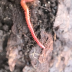 Strigamia bothriopus