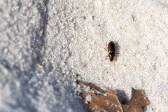 Selenophorus