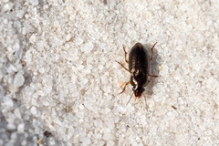Selenophorus
