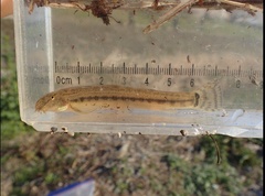 Cobitis biwae