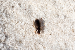 Selenophorus