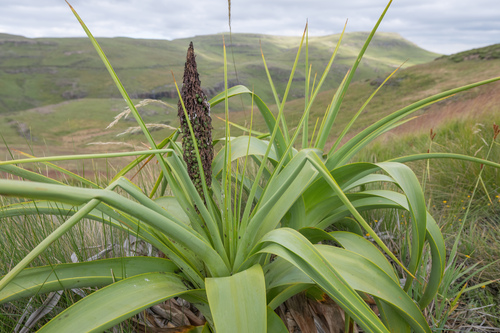 Kniphofia northiae, photograph 6