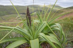 Kniphofia northiae, photograph (c) Morten Ross, some rights reserved (CC BY)
