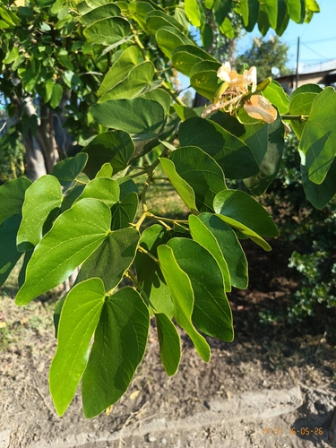 Brazilian orchid tree
