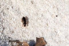 Selenophorus