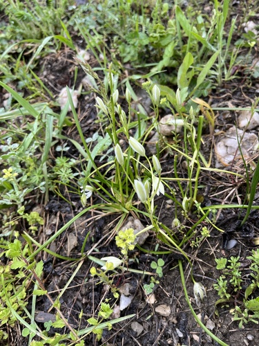 Ornithogalum woronowii, photograph 5