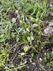 Ornithogalum woronowii, photograph (c) Наталья Пикалова, some rights reserved (CC BY)