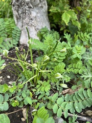 Ornithogalum woronowii, photograph (c) Наталья Пикалова, some rights reserved (CC BY)