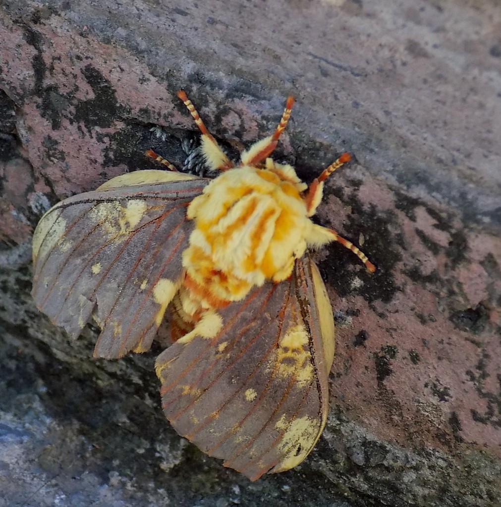 Citheronia maureillei