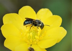 Osmia georgica