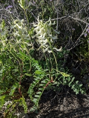 Astragalus praelongus