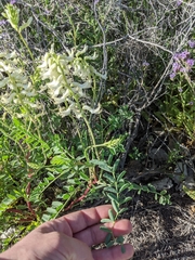 Astragalus praelongus
