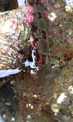 Hemilepidotus hemilepidotus