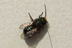 Osmia lignaria lignaria