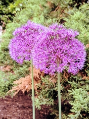 Allium aflatunense