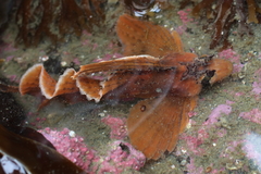 Nautichthys oculofasciatus