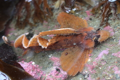 Nautichthys oculofasciatus