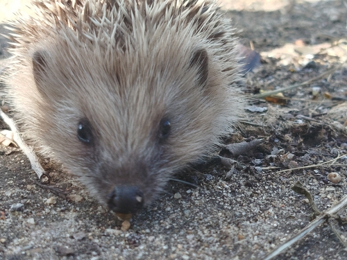 Common Hedgehog