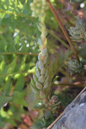 Pale Stonecrop