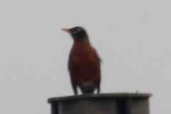 Turdus migratorius