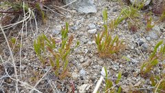 Festuca octoflora hirtella