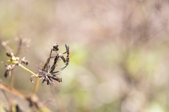 Myzinum carolinianum