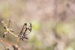 Myzinum carolinianum