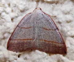 Drepanulatrix bifilata