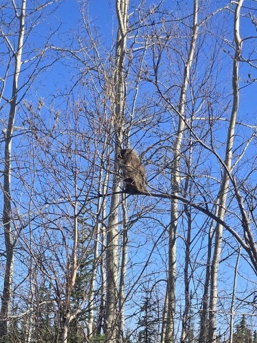 North American Porcupine