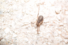 Protolophus singularis