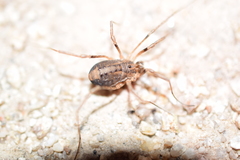 Protolophus singularis