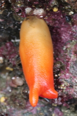 Halocynthia aurantium