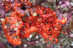 Metandrocarpa taylori